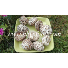 Flor blanca Seta Shiitake Secado Vegetal